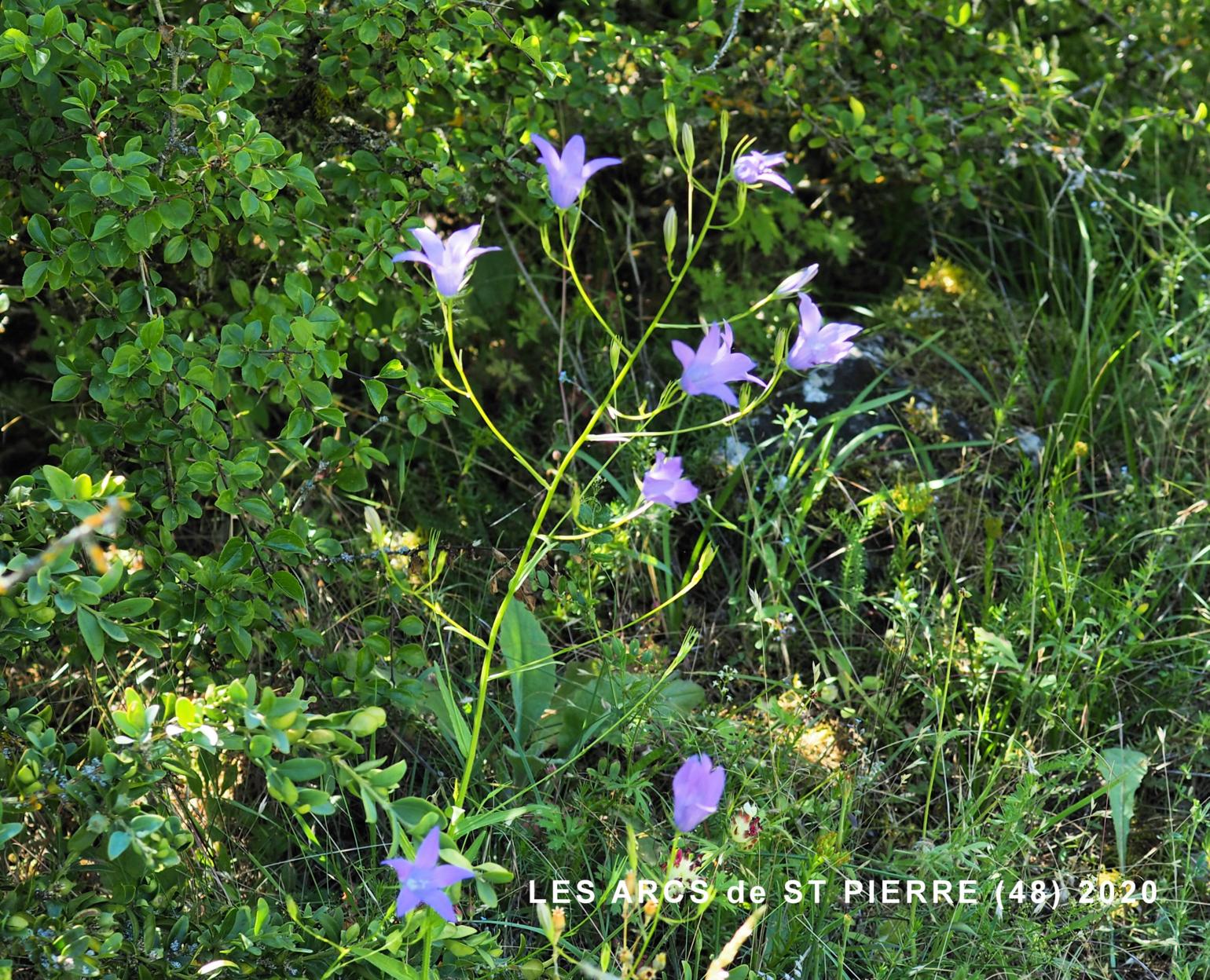 Bellflower, Spreading